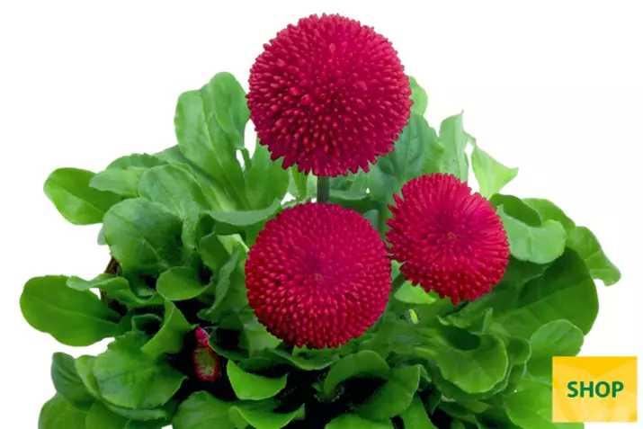 Bellis-Tasso-Red-Volmary.png Bellis-Tasso-Red-Volmary.png