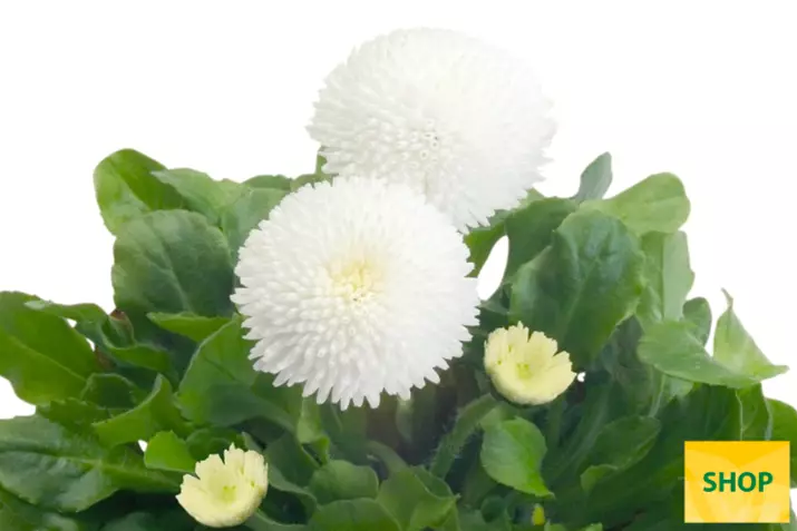 Bellis-Tasso-White-Volmary.png Bellis-Tasso-White-Volmary.png