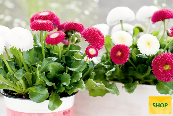Bellis-Tasso-Mix-Volmary.png Bellis-Tasso-Mix-Volmary.png