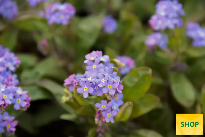 Myosotis-Great-Friend-Volmary.png Myosotis-Great-Friend-Volmary.png