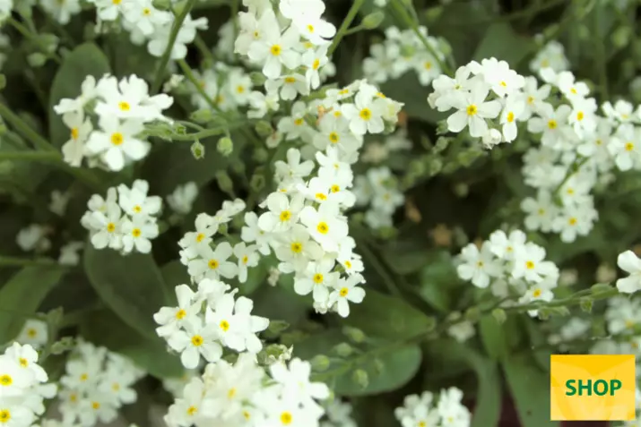 Myosotis-My-Friend-White-Volmary.png Myosotis-My-Friend-White-Volmary.png