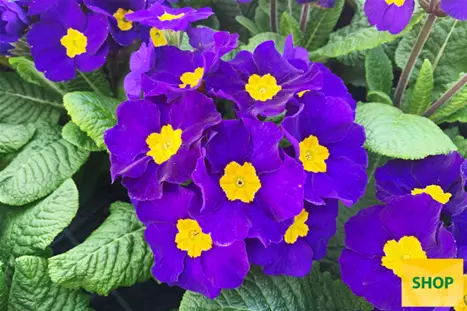 Primula-Inara®-Blue-Volmary.png Primula-Inara®-Blue-Volmary.png