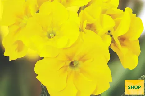 Primula-Inara-Gold-Volmary.png Primula-Inara-Gold-Volmary.png