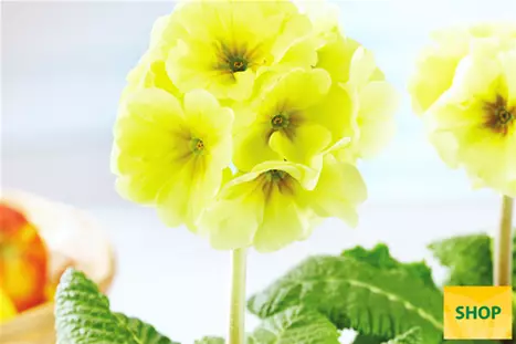 Primula-Inara-Lime-Volmary.png Primula-Inara-Lime-Volmary.png