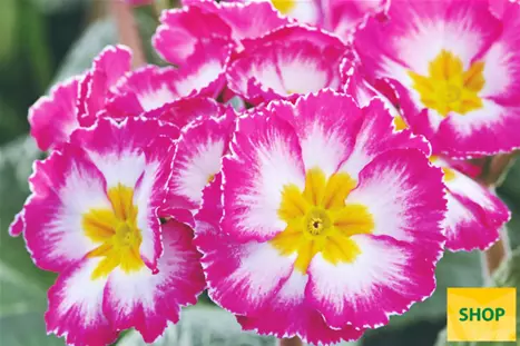 Primula-Inara®-Pink-Bicolor-Volmary.png Primula-Inara®-Pink-Bicolor-Volmary.png