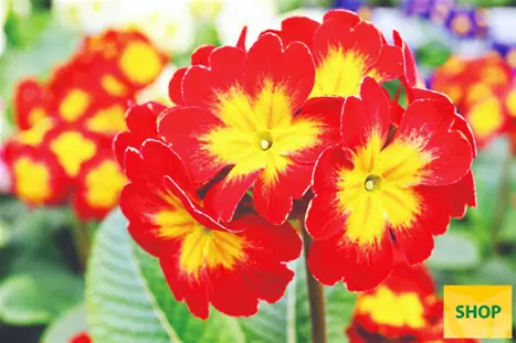Primula-Inara®-Red-Fire-Volmary.png Primula-Inara®-Red-Fire-Volmary.png