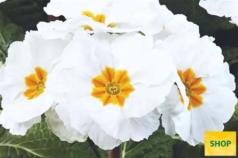 Primula-Inara-White-Volmary.png Primula-Inara-White-Volmary.png