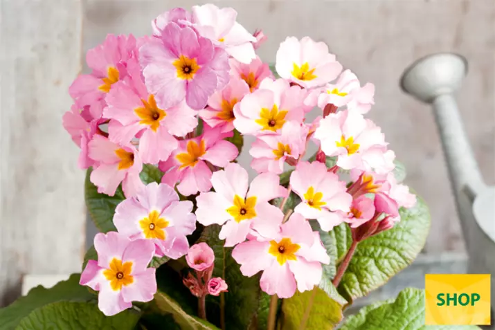 Primula-Sylvita-Lavender-Volmary.png Primula-Sylvita-Lavender-Volmary.png