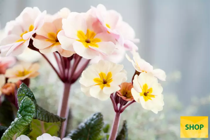 Primula-Sylvita-Peach-Melba-Volmary.png Primula-Sylvita-Peach-Melba-Volmary.png