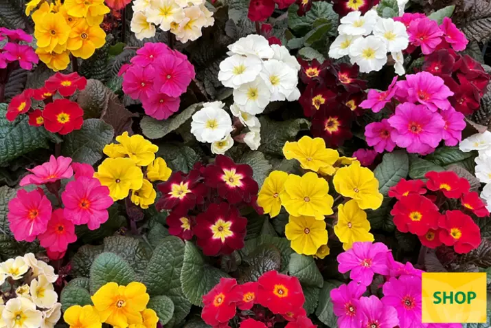 Primula-Sylvita-Compact-Mix-Volmary.png Primula-Sylvita-Compact-Mix-Volmary.png