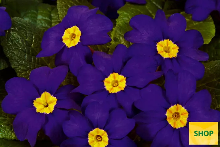 Primula-Arizona-Blue-Volmary.png Primula-Arizona-Blue-Volmary.png