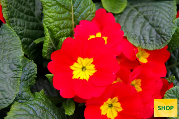 Primula-Arizona-Scarlet-Volmary.png Primula-Arizona-Scarlet-Volmary.png
