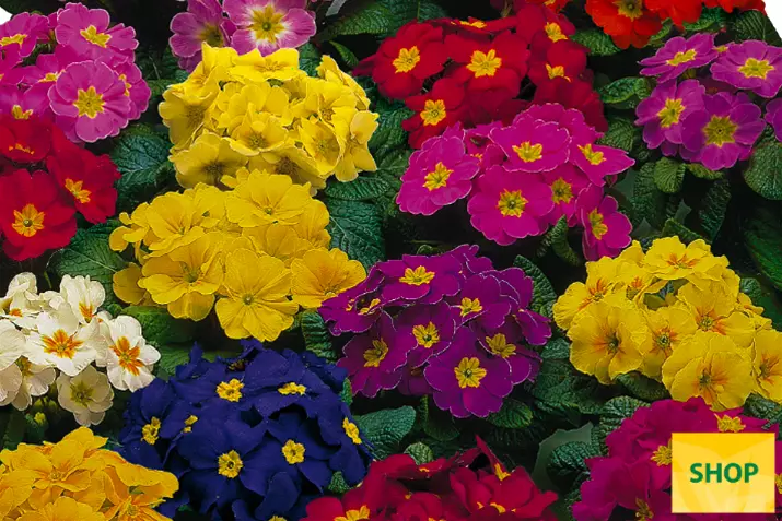 Primula-Arizona-SpecialMix-Volmary.png Primula-Arizona-SpecialMix-Volmary.png
