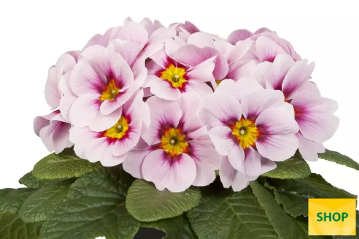 Primula-Paradiso-Mid-Appleblossom-Volmary.png