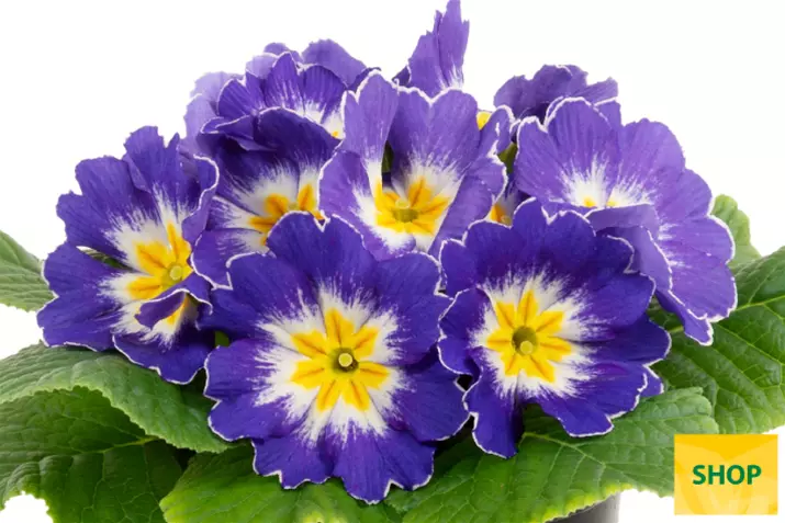 Primula-Paradiso-Mid-Blue-Bicolour-Volmary.png Primula-Paradiso-Mid-Blue-Bicolour-Volmary.png