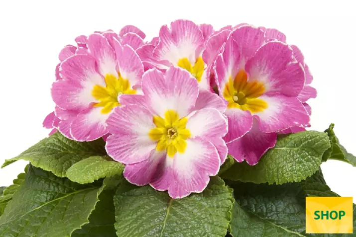 Primula-Paradiso-Mid-Pink-Bicolour-Volmary.png Primula-Paradiso-Mid-Pink-Bicolour-Volmary.png