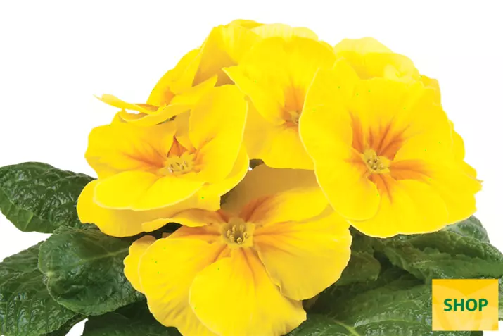 Primula-Paradiso-Mid-Yellow-Volmary.png Primula-Paradiso-Mid-Yellow-Volmary.png