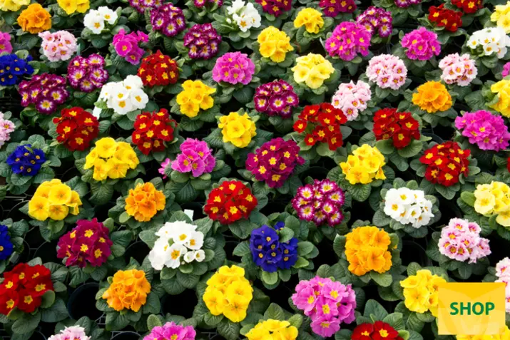 Primula-Paradiso-Mid-Mix-Volmary.png Primula-Paradiso-Mid-Mix-Volmary.png