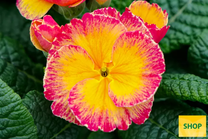 Primula-Dakota-Bicolor-Salmon-Volmary.png Primula-Dakota-Bicolor-Salmon-Volmary.png