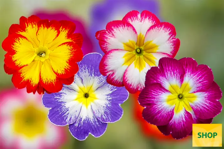 Primula-Dakota-Bicolor-Mix-Volmary.png Primula-Dakota-Bicolor-Mix-Volmary.png