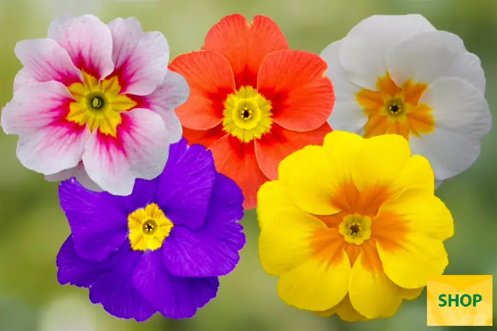 Primula-Dakota-Special-Mix-Volmary.png Primula-Dakota-Special-Mix-Volmary.png