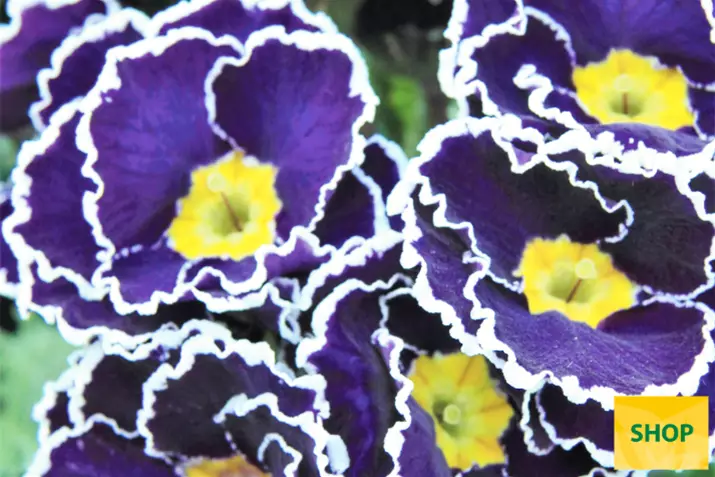Primula-Sacarina-Blue-Volmary.png Primula-Sacarina-Blue-Volmary.png