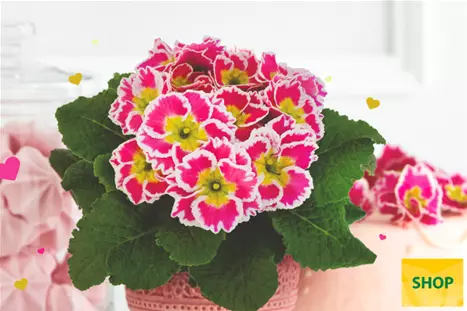 Primula-Sacarina-Rose-Volmary.png Primula-Sacarina-Rose-Volmary.png
