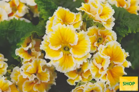 Primula-Sacarina-Yellow-Volmary.png Primula-Sacarina-Yellow-Volmary.png