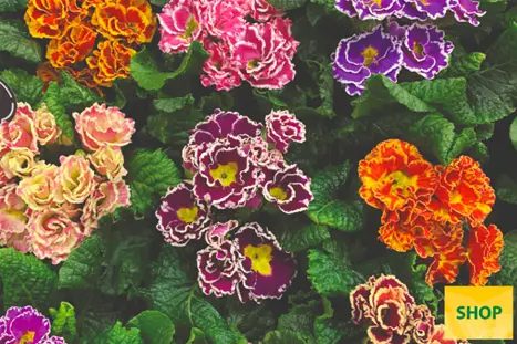 Primula-Sacarina-Mix-Volmary.png Primula-Sacarina-Mix-Volmary.png
