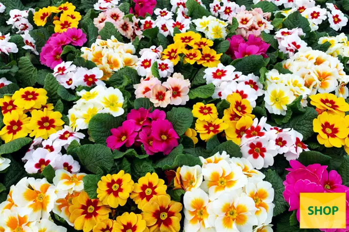 Primula-Jupiter®-Select-Mix-Volmary.png Primula-Jupiter®-Select-Mix-Volmary.png