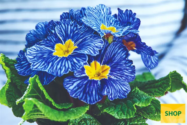 Primula-Nautilus-Blue-Vein-Volmary.png Primula-Nautilus-Blue-Vein-Volmary.png