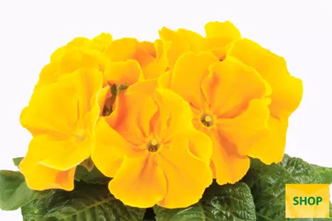 Primula-Paradiso-Late-Golden-Orange-Volmary.png Primula-Paradiso-Late-Golden-Orange-Volmary.png