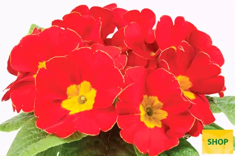 Primula-Paradiso-Late-Red-Volmary.png Primula-Paradiso-Late-Red-Volmary.png