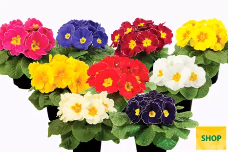 Primula-Paradiso-Late-Mix-Volmary.png Primula-Paradiso-Late-Mix-Volmary.png