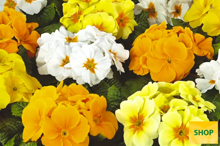 Primula-Alaska-Citrus-Mix-Volmary.png Primula-Alaska-Citrus-Mix-Volmary.png