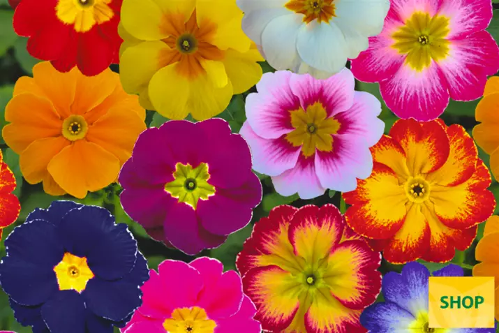 Primula-Alaska-Special-Mix-Volmary.png Primula-Alaska-Special-Mix-Volmary.png