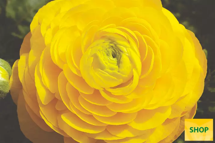 Ranunculus-Magic-Yellow-Volmary.png Ranunculus-Magic-Yellow-Volmary.png