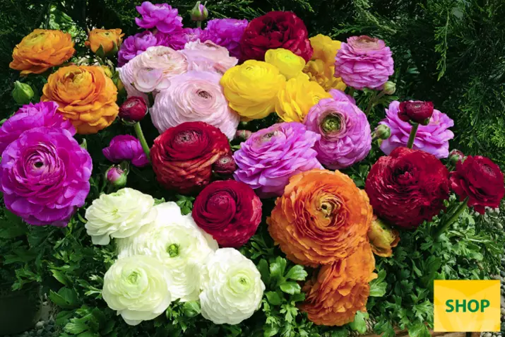 Ranunculus-Magic-Mix-Volmary.png Ranunculus-Magic-Mix-Volmary.png