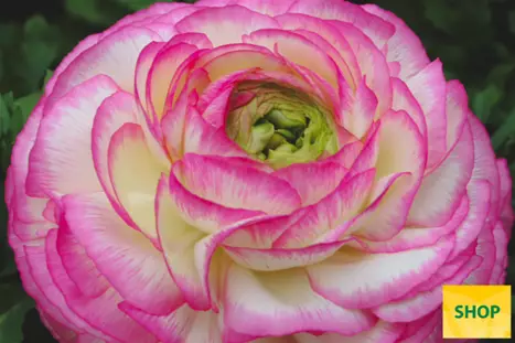Ranunculus-Gambit®-Bicolor-Pink-Volmary.png Ranunculus-Gambit®-Bicolor-Pink-Volmary.png