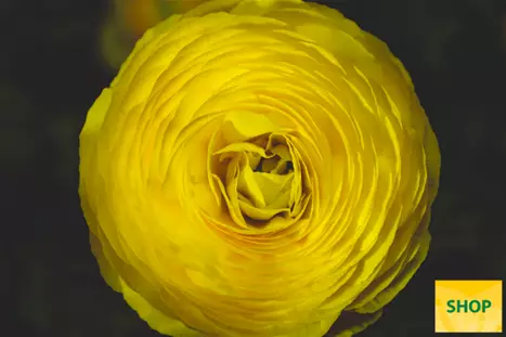 Ranunculus-Gambit®-Yellow-Volmary.png Ranunculus-Gambit®-Yellow-Volmary.png