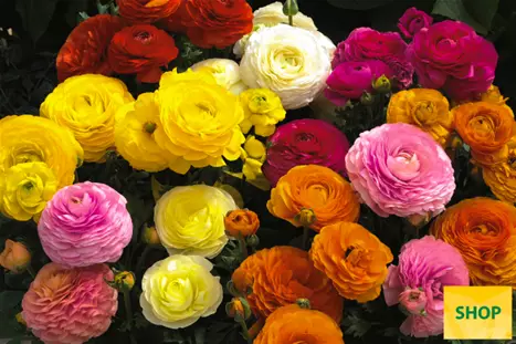 Ranunculus-Gambit-Mix-Volmary.png Ranunculus-Gambit-Mix-Volmary.png