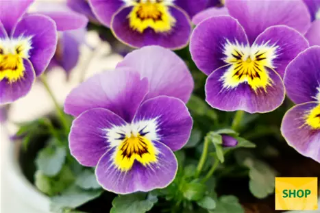 Viola-Twix-Honeyfrost-Volmary.png Viola-Twix-Honeyfrost-Volmary.png