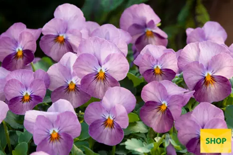 Viola-Twix-Plum-Volmary.png Viola-Twix-Plum-Volmary.png