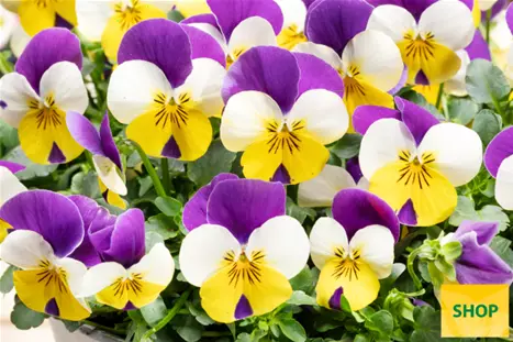 Viola-Twix-Yellow-Lilac-Wing-Volmary.png Viola-Twix-Yellow-Lilac-Wing-Volmary.png