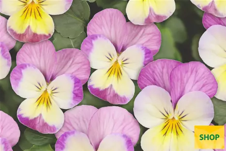 Viola-Twix-Lemon-Pink-Wing-Volmary.png Viola-Twix-Lemon-Pink-Wing-Volmary.png