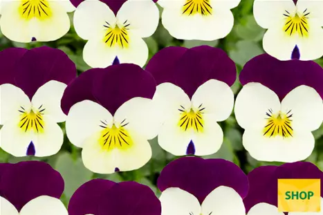 Viola-Twix-White-Purple-Wing-Volmary.png Viola-Twix-White-Purple-Wing-Volmary.png