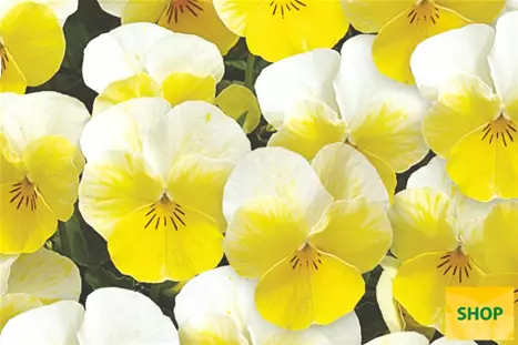Viola-Twix-Primrose-Volmary.png Viola-Twix-Primrose-Volmary.png