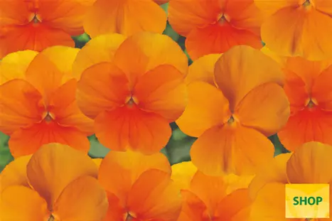 Viola-Twix-Tangerine-Volmary.png Viola-Twix-Tangerine-Volmary.png