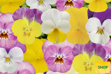 Viola-Twix-Pink-Lemonade-Mix-Volmary.png Viola-Twix-Pink-Lemonade-Mix-Volmary.png