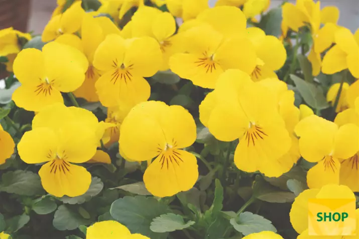 Viola-Twix-Power-Yellow-Volmary.png Viola-Twix-Power-Yellow-Volmary.png